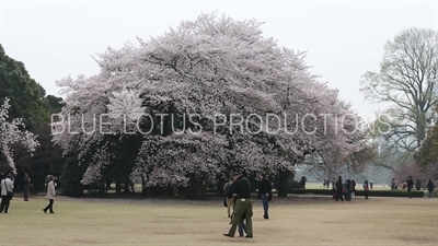 Shinjuku Gyoen National Park Cherry Blossom in Tokyo