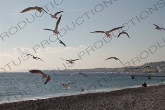 Seagulls on the Beach in Nice