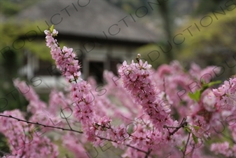 Cherry Blossom (Sakura) in Engaku-ji in Kamakura