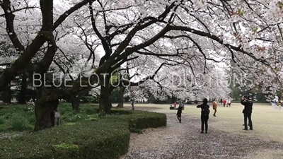 People Photographing Cherry Blossom in Shinjuku Gyoen National Park in Tokyo