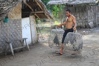 Man Carrying Caged Roosters on Gili Meno