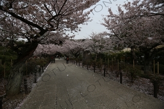 Cherry Blossom Trees in Kencho-ji in Kamakura