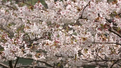 Tokyo Cherry Blossom