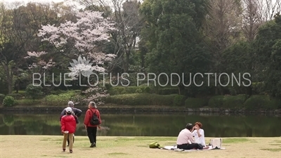 Kitanomaru Park/Garden Picnic in Tokyo