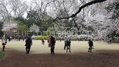 People Photographing Cherry Blossom in Shinjuku Gyoen National Park in Tokyo