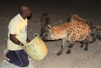 Man Feeding Hyenas near Harar