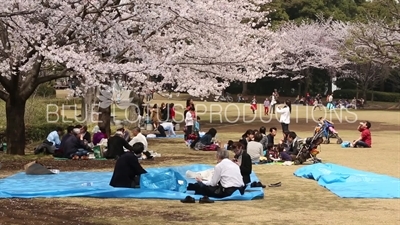 Kitanomaru Park/Garden Picnics in Tokyo