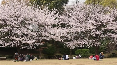 Kitanomaru Park/Garden Picnics in Tokyo