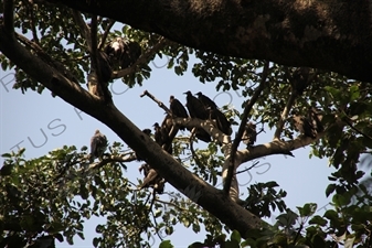 Vultures in a Tree by Lake Tana