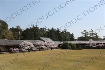 Grounds of the Big Buddha Hall (Daibutsuden) of Todaiji in Nara