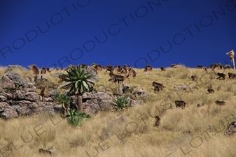 Troop of Baboons in Simien Mountains National Park