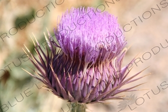 Thistle at Persepolis