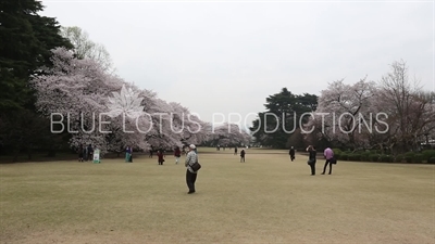 People Photographing Cherry Blossom in Shinjuku Gyoen National Park in Tokyo