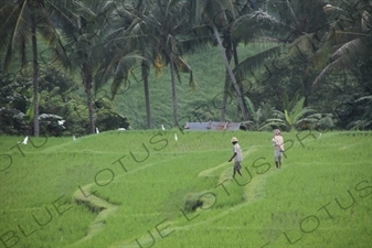 Farmers Standing in a Paddy Field in Bali