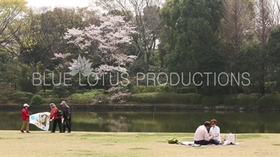 Kitanomaru Park/Garden Picnic in Tokyo