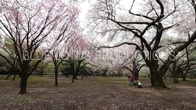 People Photographing Cherry Blossom in Shinjuku Gyoen National Park in Tokyo