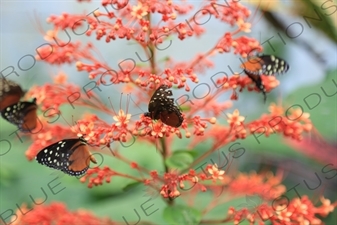 Tiger Longwing Butterflies in Arenal Volcano National Park