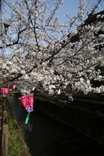 Lanterns Hanging in Cherry Blossom Trees in Kinosaki Onsen