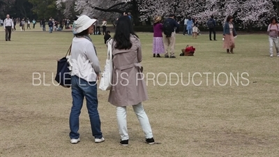 People Looking at a Cherry Blossom Tree in Shinjuku Gyoen National Park in Tokyo