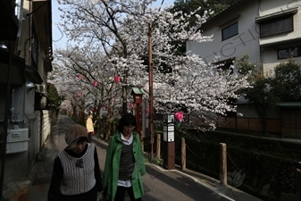 Lanterns Hanging in Cherry Blossom Trees in Kinosaki Onsen