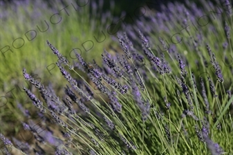 Bee Flying around Lavender Flowers near Château de Lacoste