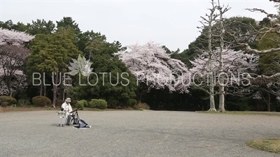 Artist Painting Trees in Shinjuku Gyoen National Park in Tokyo