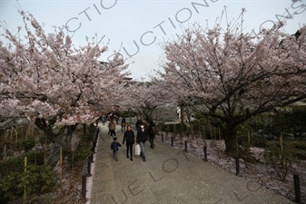 Cherry Blossom Trees in Kencho-ji in Kamakura