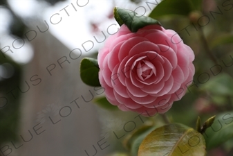 Otome-tsubaki/Japanese Camellia Flower in Kencho-ji in Kamakura