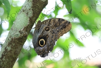 Owl Eye Butterfly in Arenal Volcano National Park