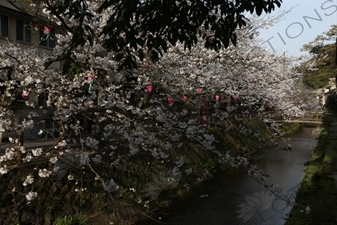 Lanterns Hanging in Cherry Blossom Trees in Kinosaki Onsen