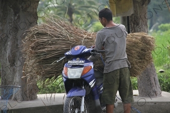 Man Loading Dry Grass on to the Back of a Motorbike in Bali