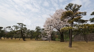 Tokyo Imperial Palace (Kokyo) Trees