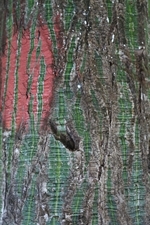 Painted Leaves on the Trunk of a Tree in the Rainforest in Nosara