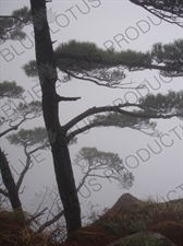 Tree on Yellow Mountain (Huang Shan) in Anhui Province