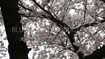 Shinjuku Gyoen National Park Birds in Cherry Blossom Tree in Tokyo