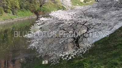 Kitanomaru Park/Garden Cherry Blossom in Tokyo