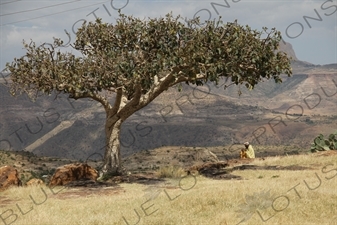 Priest Sitting under a Tree at Debre Damo