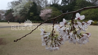 Shinjuku Gyoen National Park Cherry Blossom in Tokyo