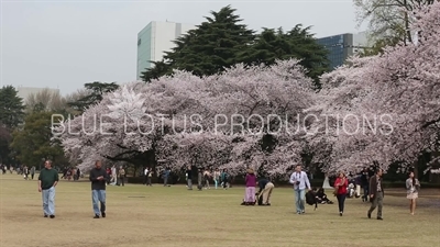 Shinjuku Gyoen National Park Cherry Blossom in Tokyo