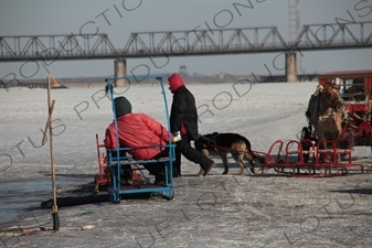 Dog and Horse Sleds on the Songhua River in Harbin