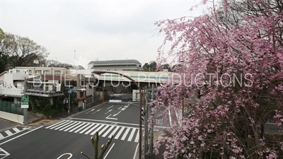 Tokyo Street and Cherry Blossom