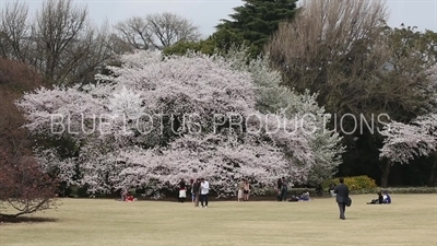 Shinjuku Gyoen National Park Cherry Blossom Trees in Tokyo