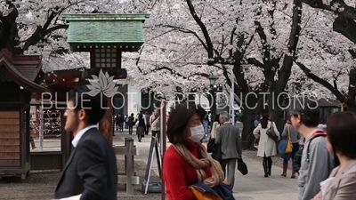 Yasukuni Shrine (Yasukuni-jinja) Cherry Blossom in Tokyo