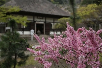 Cherry Blossom (Sakura) in Engaku-ji in Kamakura