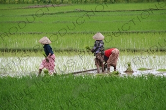 Farmers Planting Rice in Paddy Fields near Yogyakarta