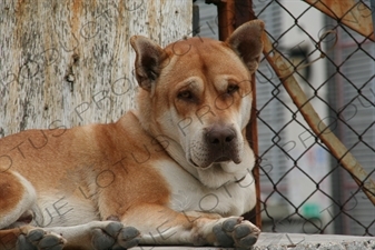 Stray Dog in Hong Kong