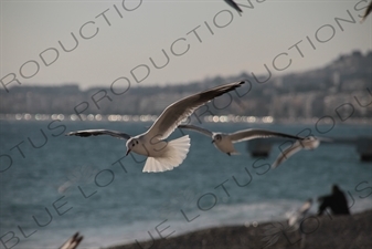 Seagulls on the Beach in Nice