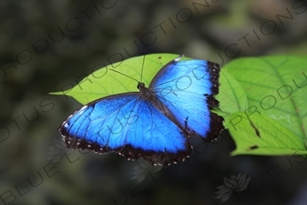 Blue Morpho Butterfly in Arenal Volcano National Park