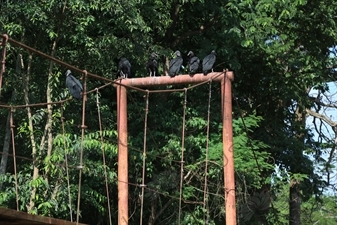 Black Vultures on top of a Bridge in Nosara