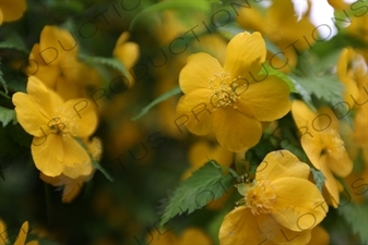 Yamabuki (Japanese Kerria) Flowers in Engaku-ji in Kamakura